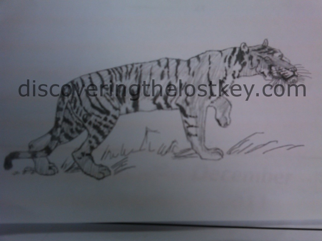 Tiger Drawing